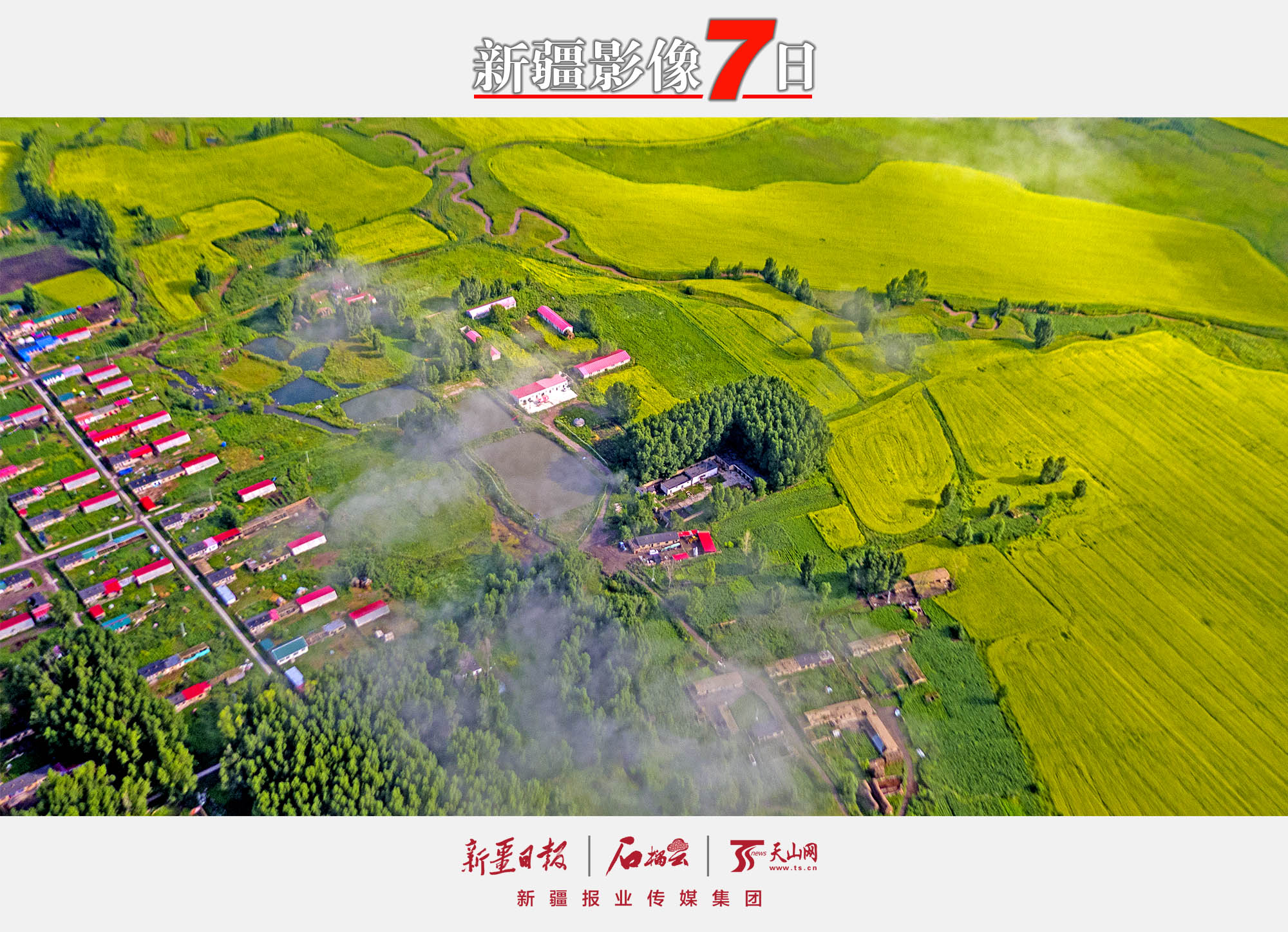 7月13日，在昭蘇縣洪納海鎮(zhèn)附近的油菜花海（無人機(jī)拍攝）。昭蘇縣是新疆重要的油菜種植基地，油菜種植面積50萬畝左右，每年7月中旬前后，一望無際的油菜花海猶如一條條金色的織毯將昭蘇大草原裝扮的分外美麗。李文武攝