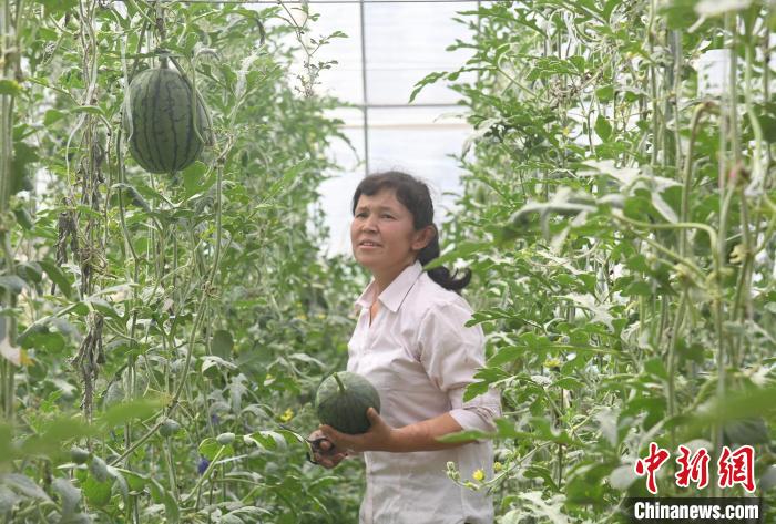 位于新疆疏勒縣塔孜洪鄉(xiāng)的“蔬樂”現(xiàn)代高效農(nóng)業(yè)示范園里職工正在采摘西瓜?！O亭文 攝