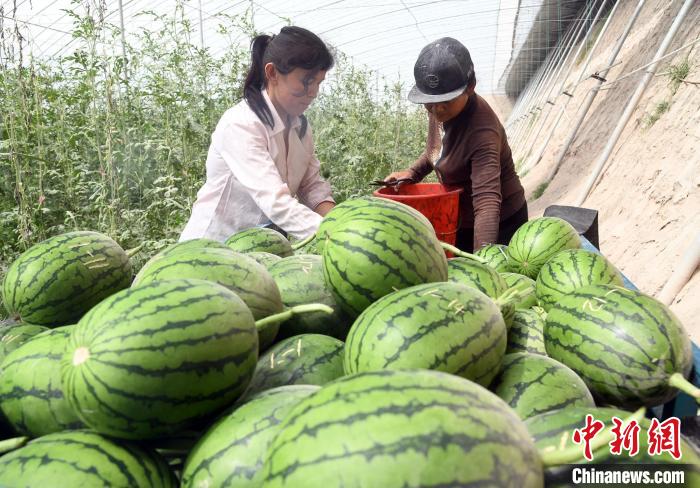 位于新疆疏勒縣塔孜洪鄉(xiāng)的“蔬樂”現(xiàn)代高效農(nóng)業(yè)示范園里的西瓜豐收。　孫亭文　攝